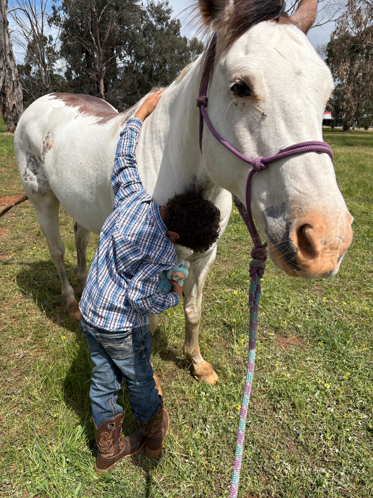 Tristan Carter horse photo