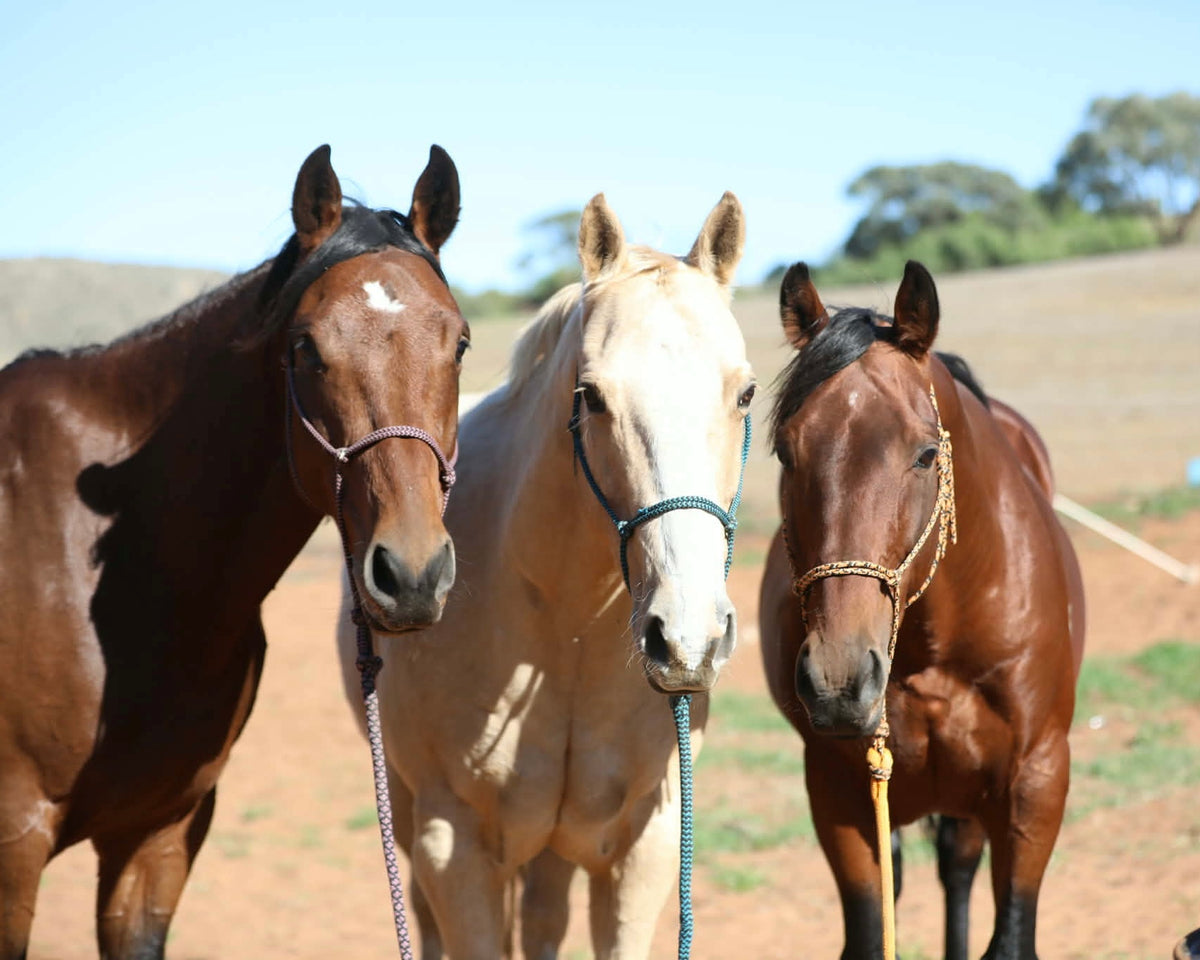 Angela Hardy horse photo